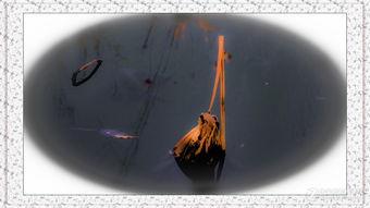 风烛残年图片,岁月沧桑下的生命沉思